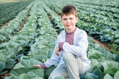 Child in a field of cabbage Stock Photos