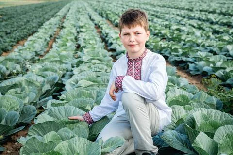 Child in a field of cabbage Stock Photos