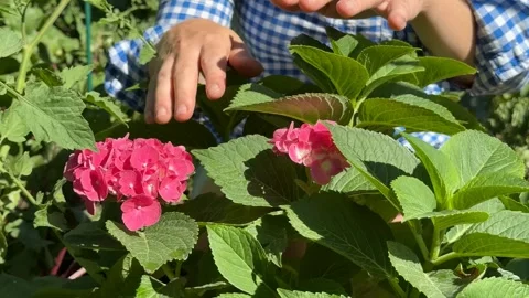 Child Gardening Bliss Stock Footage 312945225