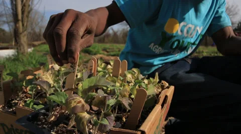 Child Gardening Stock Footage 36807357