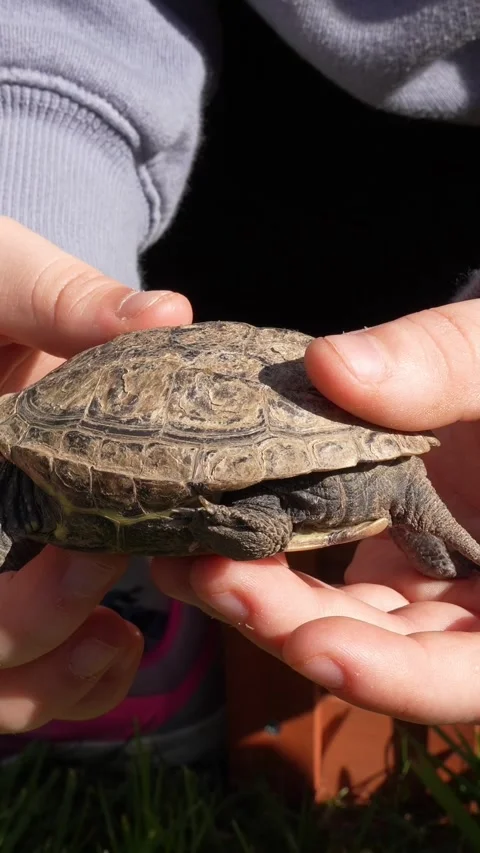 Child gently holding a small mauremys reevesii turtle in hands 스톡 동영상 333635535