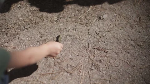 Child gently touches small lizard marveling exotic beauty before it scampers Stock Footage 279565868
