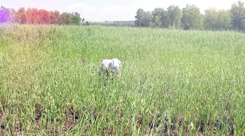 The child gets up in the field Vidéo 54581764