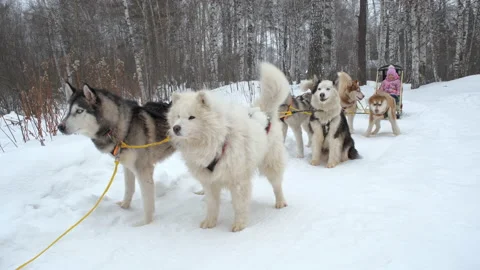 Child Girl Sits in Sledge while Dogs are Resting Stock Footage 147863513