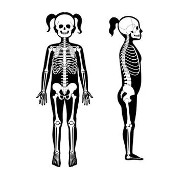 Child girl skeleton anatomy Stock Illustration