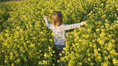 Child goes through a mustard field Stock Footage