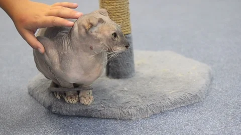 Child hand caressing cat Stock Footage 93926686