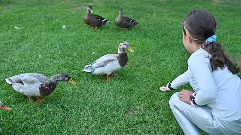 The child hand-feeds the ducks Stock Footage 166208843