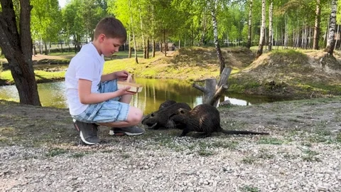 A child hand feeds Nutria in the park. There is a lake nearby. Stock Footage 277685373