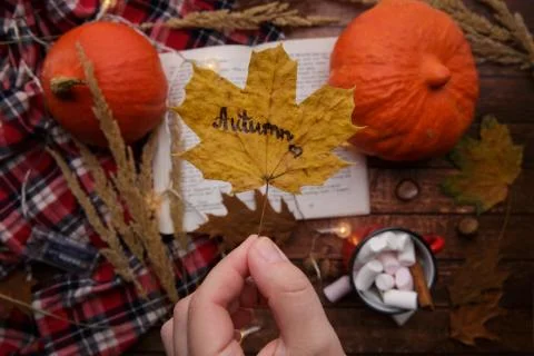 A child hand holds a maple leaf on the background of a table with pumpkins Stock Photos