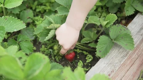 Child hand is picking up the strawberry Stock Footage 157504873