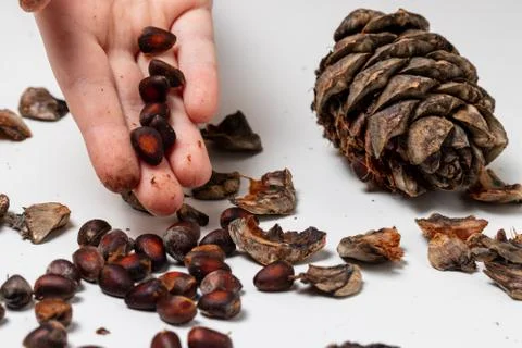 In the child hand, pine nuts from the cones of the Siberian pine Stock Photos