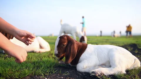 Child hand playing with goat on the grass Stock Footage 242932359