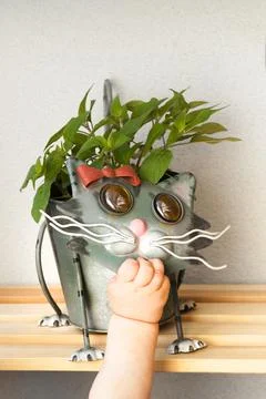 Child hand pulling a cat shaped flowerpot with a green plant in it. Hazardous Stock Photos