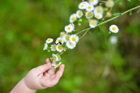 Child Hand Pulls at a Stem of Flowers Stock Photos