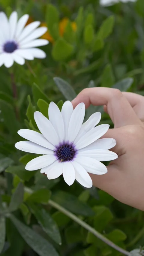 Child hand touching white daisy flower in outdoor environment, ideal for eco Stock Footage 333649298