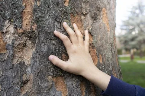 Child hand on a tree bark texture, soft focus close up Stock Photos