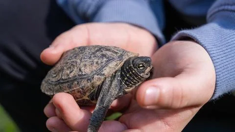 Child hands carefully holding a small Mauremys reevesii turtle outdoors Stock Photos