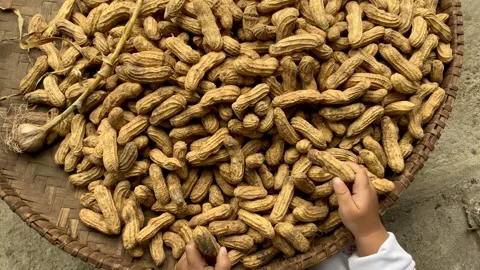 Child Hands Playing With Harvested Peanuts In A Woven Basket Stock Footage 342408333