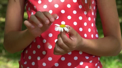Child hands pulling petals off a daisy Stock Footage 91495665