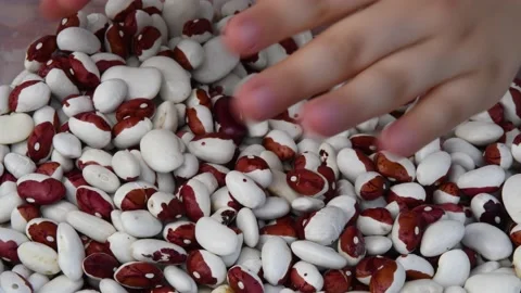 Child hands take kidney beans and playing with seeds Stock Footage 139962966