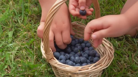 Child Hands Taking Fresh Ripe Juicy Blueberries from Basket Stock Footage 336078237