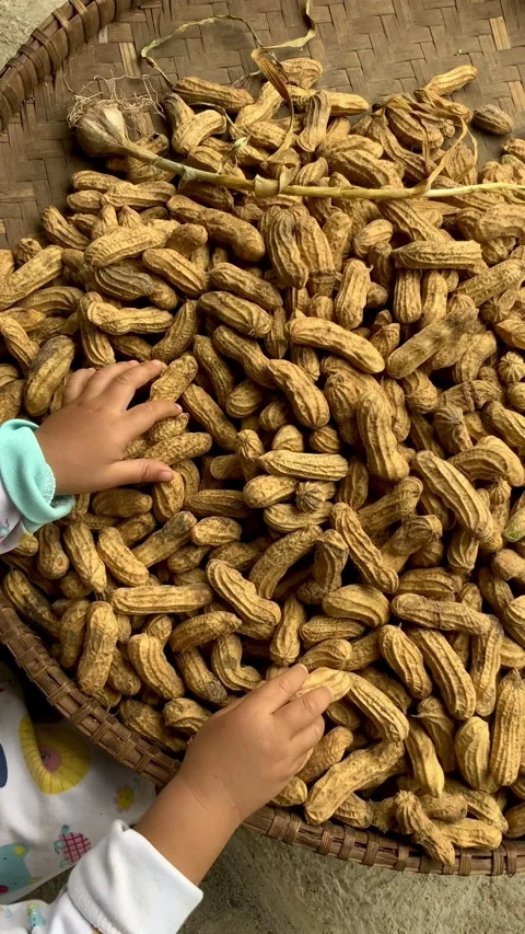 Child Hands Touching Raw Peanuts in a Woven Basket Stock Footage 342408438