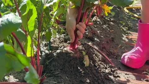 Child Harvesting Beetroots Stock Footage 313866952