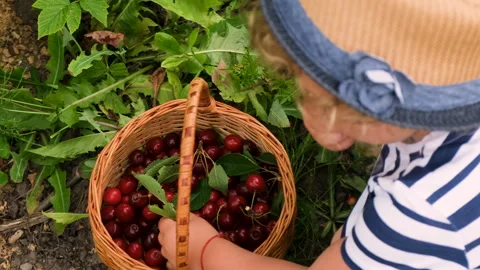 A child harvests cherries in the garden. Selective focus. Stock Footage 257429017