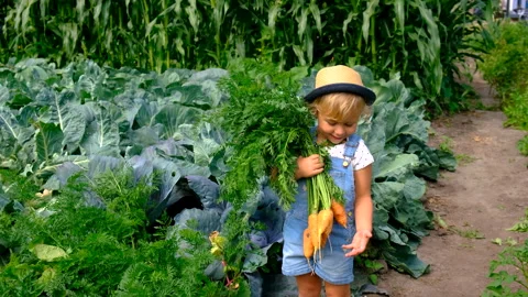 A child harvests in the garden. Selective focus. Stock Footage 263727416