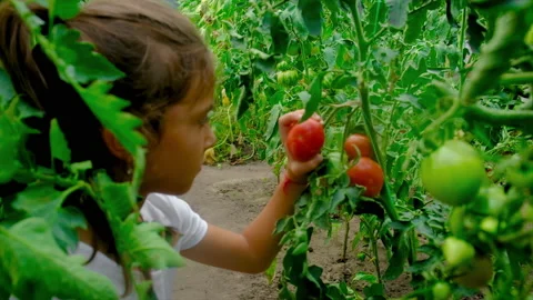 A child harvests tomatoes in the garden. Selective focus. Stock Footage 169723786