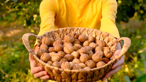 A child harvests walnuts in the garden. Selective focus. Stock Footage 256427495
