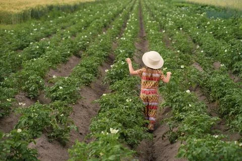 A child in a hat runs between rows of flowering potatoes in a field. Stock Photos