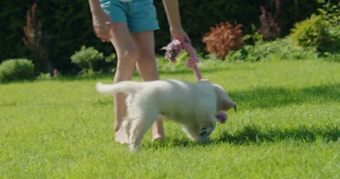 Child having fun with a puppy in the backyard of the house, the puppy is running Stock Footage 262469721