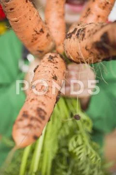 Child Holding A Bunch Of Carrots