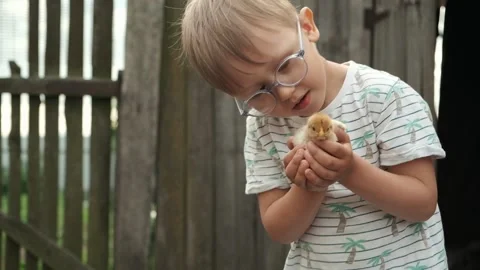Child holding a chick in hand in the backyard of farm Stock Footage 155851111