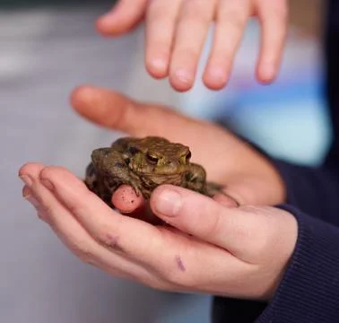 Child holding a frog Stock Photos