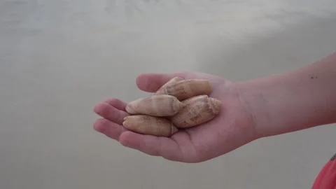 Child holding lettered olive seashells over sand on a beach Stock Footage 345689604