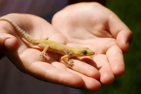 Child holding lizard Stock Photos
