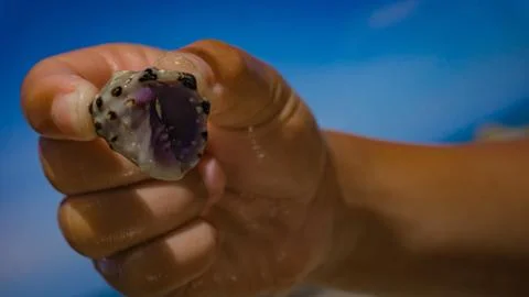 Child holding ocean shell Stock Photos