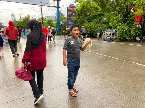 A child holding a python during car free day festival Photos