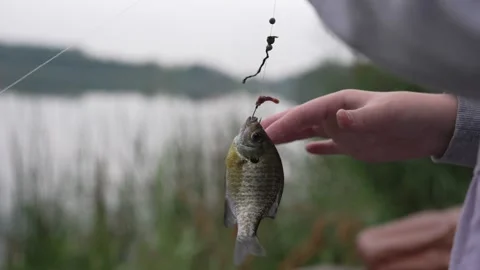Child holding a small caught fish on a fishing hook by the lake Stock Footage 346335007