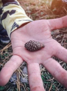 Child holding a tiny pinecone in outstretched hand, close up. Fotos Stock