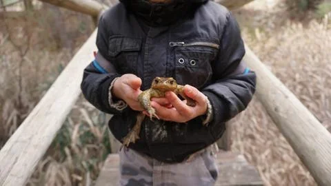 Child holding a toad Stock Photos