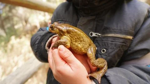 Child holding a toad Stock Photos
