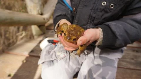 Child holding a toad Stock Photos