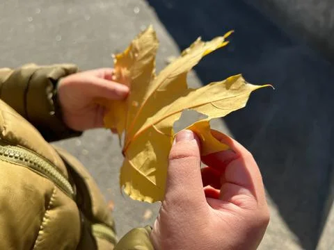 Child holding a yellow maple leaf in autumn sunlight Stock Photos
