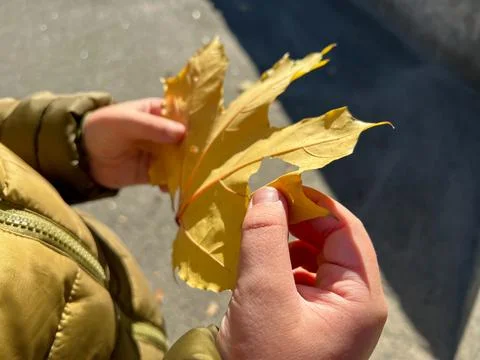 Child holding yellow maple leaf in autumn sunlight Stock Photos
