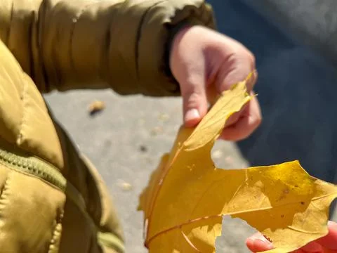 Child holding a yellow maple leaf in autumn sunlight Stock Photos
