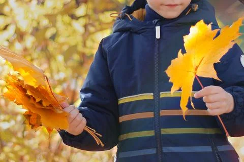 A child holds bright yellow maple leaves in his hands and admires them outsid Stock Photos